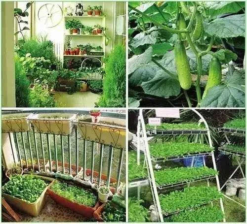 阳台种菜让您其乐无穷  天恒装饰
