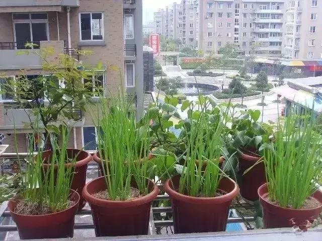 阳台种菜让您其乐无穷  天恒装饰