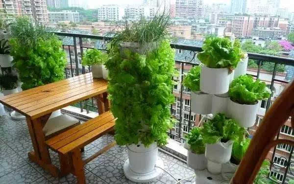 阳台种菜让您其乐无穷  天恒装饰