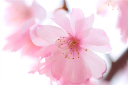【洛阳天恒】过年没对象？蓝瘦香菇？五招教你打造桃花运风水