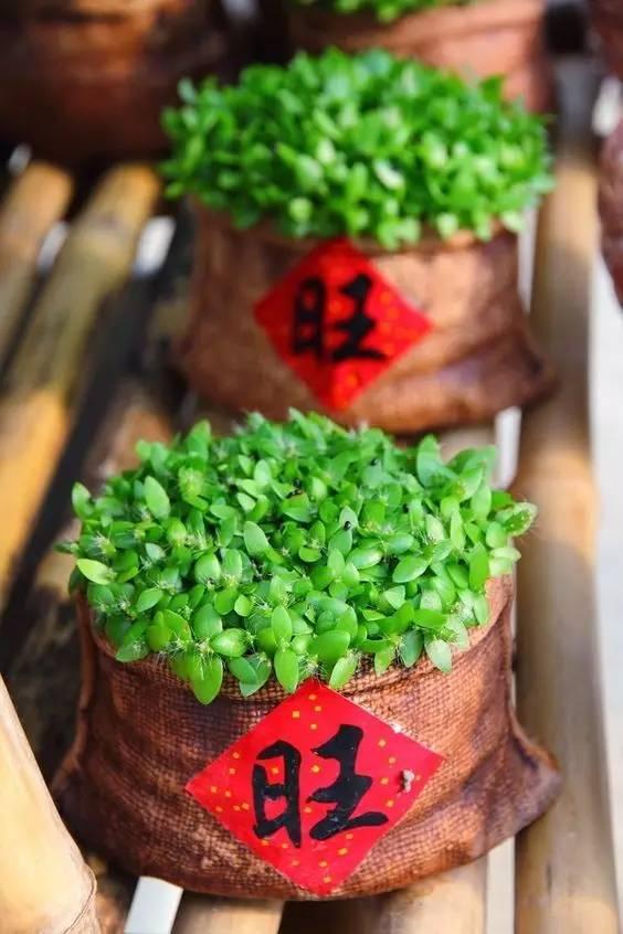 【洛阳天恒】新年装饰创意家居diy 过个别致的春节~ 【洛阳天恒】新年装饰创意家居diy 过个别致的春节~